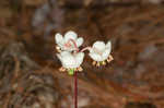 Pipsissewa <BR>Spotted wintergreen